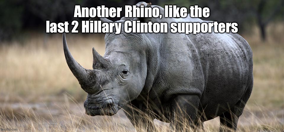rhino | Another Rhino, like the last 2 Hillary Clinton supporters | image tagged in rhino | made w/ Imgflip meme maker