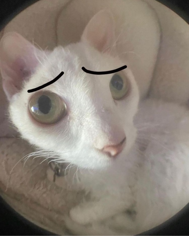 High Quality Sood Cat Blank Meme Template