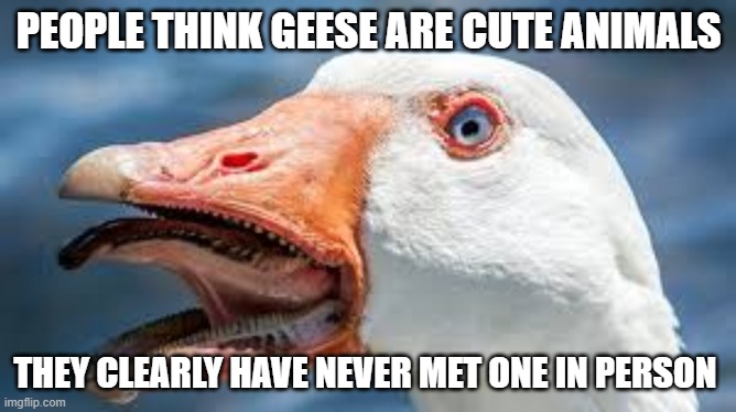 goose | PEOPLE THINK GEESE ARE CUTE ANIMALS; THEY CLEARLY HAVE NEVER MET ONE IN PERSON | image tagged in goose,cute | made w/ Imgflip meme maker