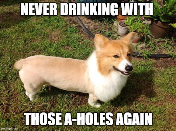 corgi humor | NEVER DRINKING WITH; THOSE A-HOLES AGAIN | image tagged in fun | made w/ Imgflip meme maker