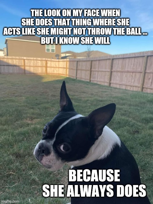 She Always Does | THE LOOK ON MY FACE WHEN SHE DOES THAT THING WHERE SHE ACTS LIKE SHE MIGHT NOT THROW THE BALL ...
BUT I KNOW SHE WILL; BECAUSE SHE ALWAYS DOES | image tagged in dogs,funny dog memes | made w/ Imgflip meme maker