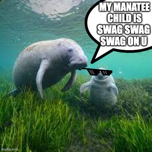 happy Manatee Appreciation Day!!!! | MY MANATEE CHILD IS; SWAG SWAG SWAG ON U | image tagged in manatee | made w/ Imgflip meme maker