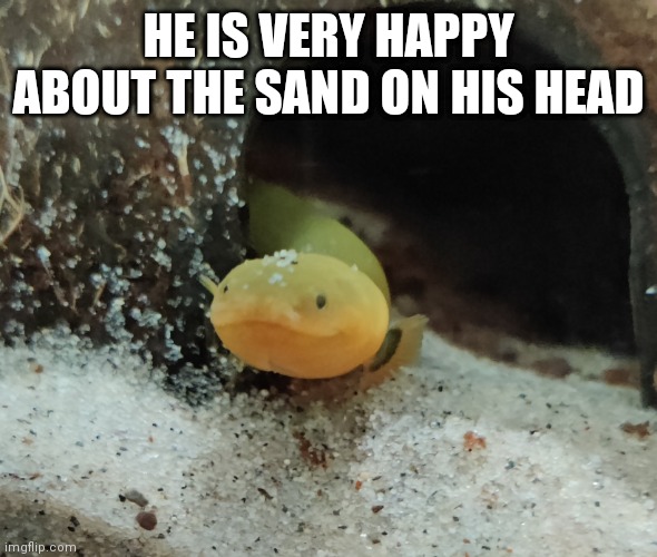 HE IS VERY HAPPY ABOUT THE SAND ON HIS HEAD | made w/ Imgflip meme maker