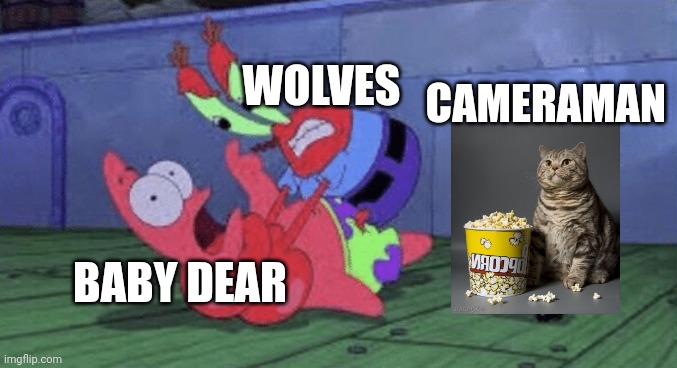 Mr. Krabs Choking Patrick | WOLVES BABY DEAR CAMERAMAN | image tagged in mr krabs choking patrick | made w/ Imgflip meme maker