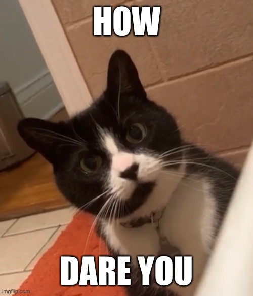 The audacity kitty | HOW; DARE YOU | image tagged in mad cat | made w/ Imgflip meme maker