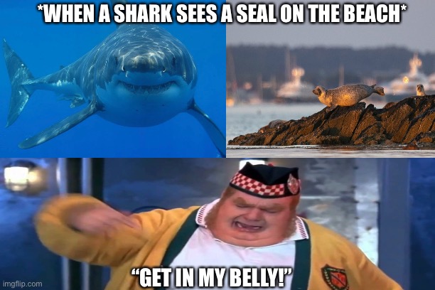 Get In My Belly Shark and Seal | *WHEN A SHARK SEES A SEAL ON THE BEACH*; “GET IN MY BELLY!” | image tagged in get in my belly,fat bastard,great white shark,seal,funny memes | made w/ Imgflip meme maker