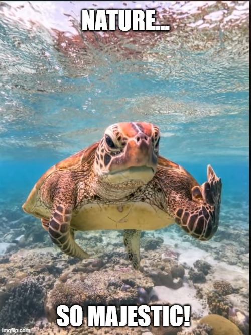 NATURE... SO MAJESTIC! | image tagged in sea turtle,middle finger,nature | made w/ Imgflip meme maker