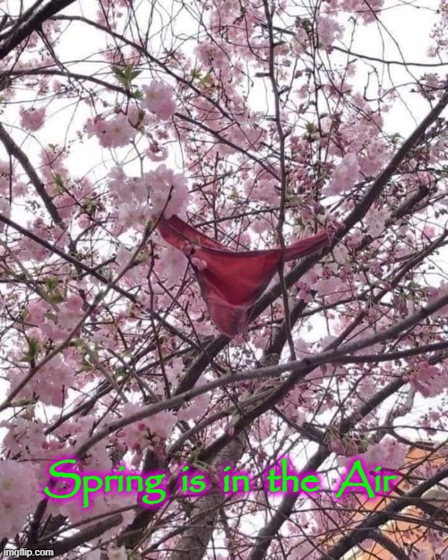 Spring ! | Spring  is  in  the  Air | image tagged in big girl panties | made w/ Imgflip meme maker