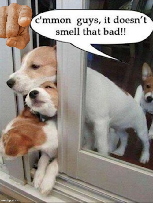 image tagged in dogs | made w/ Imgflip meme maker