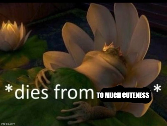 *dies of cringe* | TO MUCH CUTENESS | image tagged in dies of cringe | made w/ Imgflip meme maker