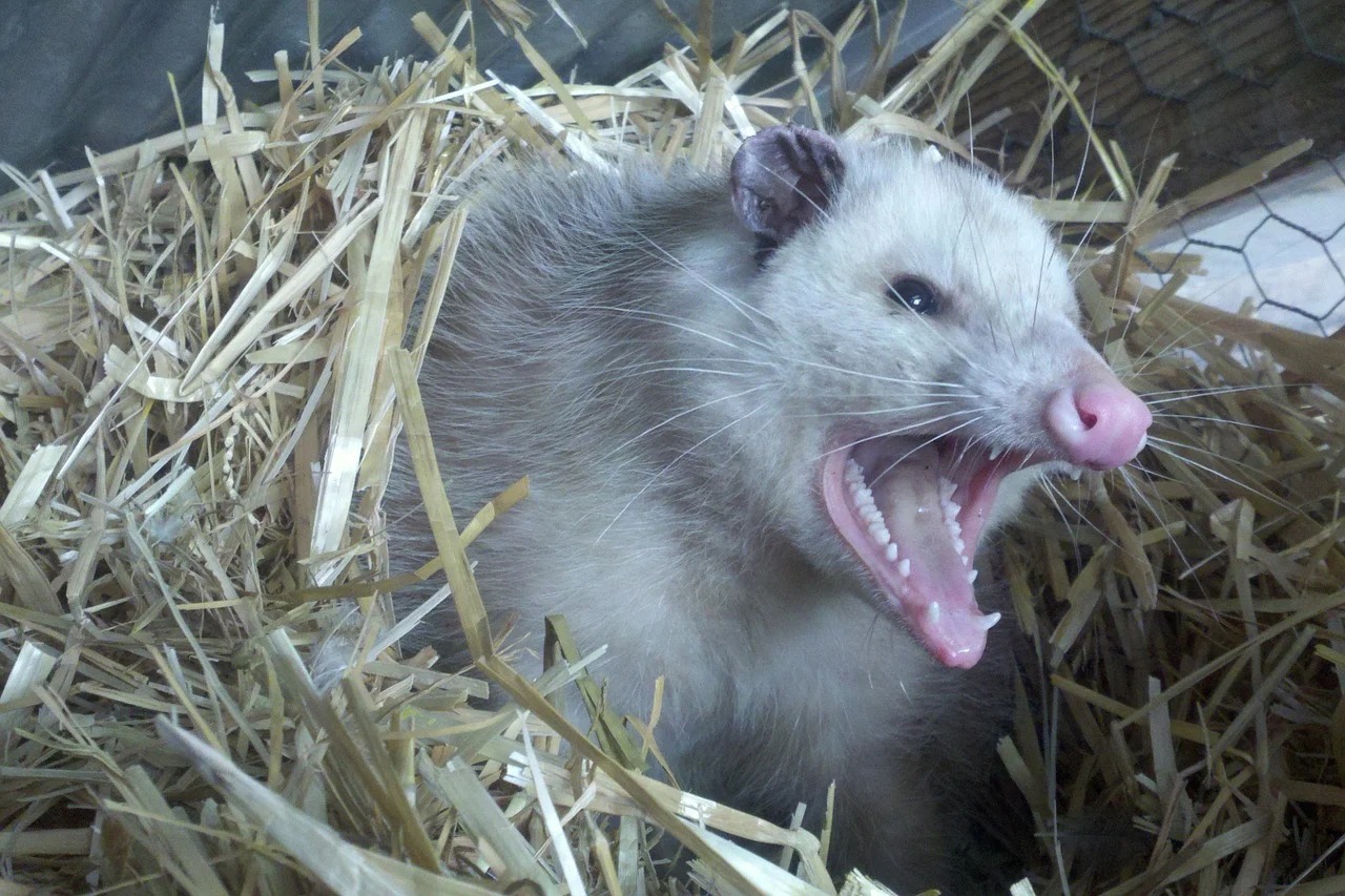 Raging Opossum Blank Meme Template