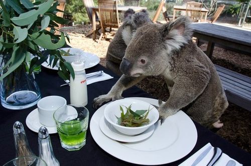 Koala Plate Blank Meme Template