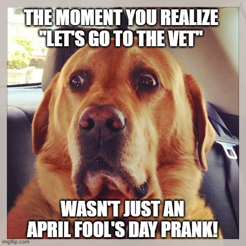 April Fool's Day Doggo |  THE MOMENT YOU REALIZE "LET'S GO TO THE VET"; WASN'T JUST AN APRIL FOOL'S DAY PRANK! | image tagged in april fools day,memes,funny memes,dogs,dog | made w/ Imgflip meme maker