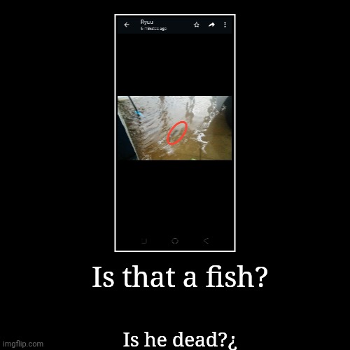 What do you think, is it a dead fish? | image tagged in funny,demotivationals | made w/ Imgflip demotivational maker