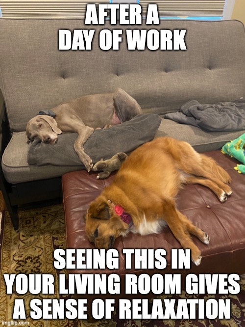 Dogs in the Living Room | AFTER A DAY OF WORK; SEEING THIS IN YOUR LIVING ROOM GIVES A SENSE OF RELAXATION | image tagged in dogs,living room,memes | made w/ Imgflip meme maker