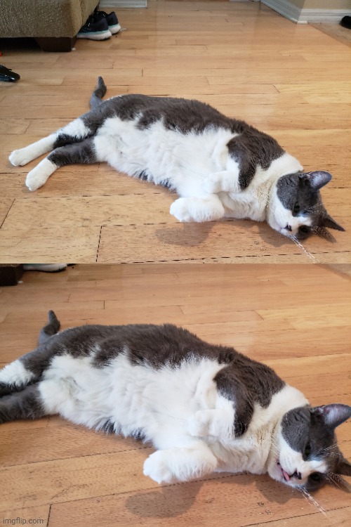 Pictures of Bruce, my cat | made w/ Imgflip meme maker