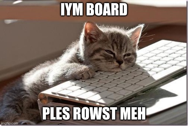 Bored Keyboard Cat | IYM BOARD; PLES ROWST MEH | image tagged in cats,grumpy cat,woman yelling at cat,cat,scared cat,i should buy a boat cat | made w/ Imgflip meme maker