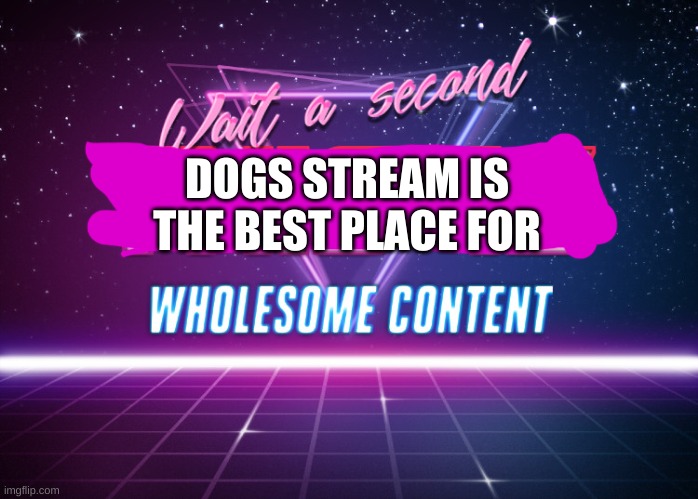 Wait a second this is wholesome content | DOGS STREAM IS THE BEST PLACE FOR | image tagged in wait a second this is wholesome content | made w/ Imgflip meme maker