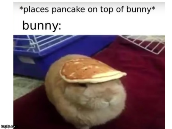 bunny | image tagged in bunny | made w/ Imgflip meme maker