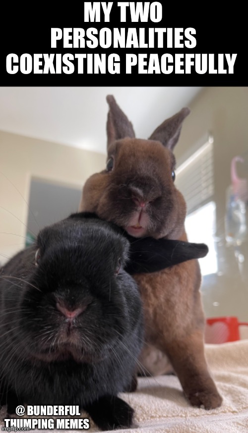 two personalities | MY TWO PERSONALITIES COEXISTING PEACEFULLY; @ BUNDERFUL THUMPING MEMES | image tagged in bunnies,rabbits | made w/ Imgflip meme maker