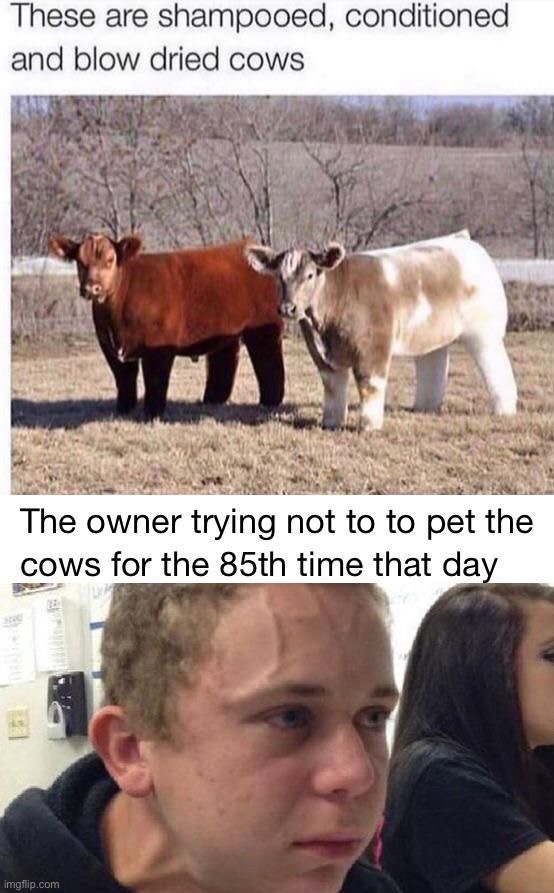 I would use one of those as a pillow ngl | image tagged in memes,funny,soft,fluffy,cow | made w/ Imgflip meme maker