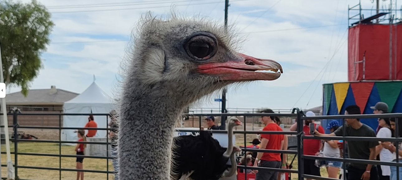 High Quality ostrich Blank Meme Template
