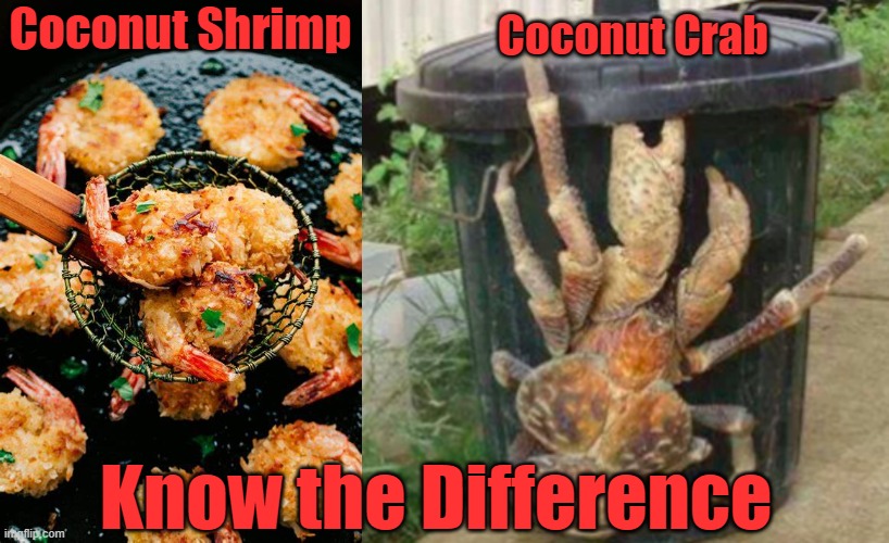 Crab vs. Shrimp |  Coconut Shrimp; Coconut Crab; Know the Difference | image tagged in coconut crab,coconut shrimp,crab,shrimp,huge | made w/ Imgflip meme maker