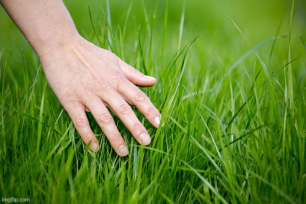 touch grass | image tagged in touch grass | made w/ Imgflip meme maker