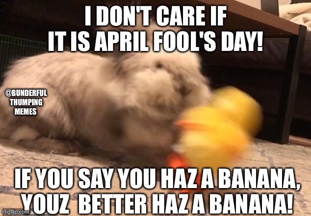 april fools bunny | I DON'T CARE IF IT IS APRIL FOOL'S DAY! @BUNDERFUL THUMPING MEMES; IF YOU SAY YOU HAZ A BANANA,
YOUZ  BETTER HAZ A BANANA! | image tagged in bunnies,rabbits,april fools | made w/ Imgflip meme maker