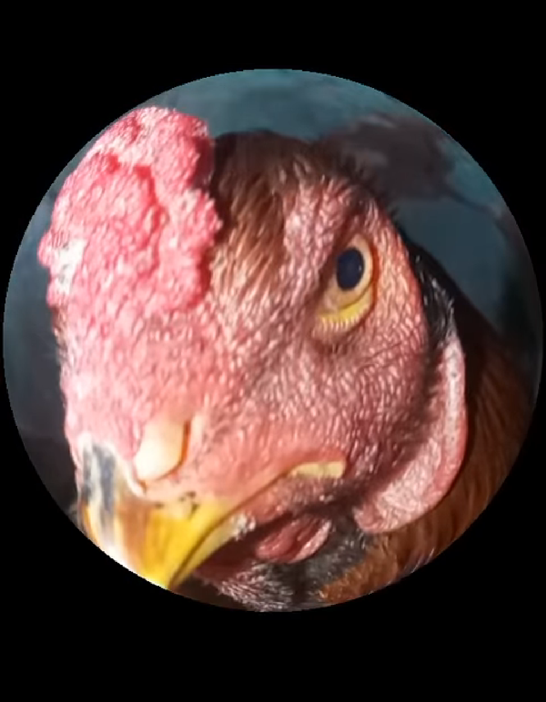 High Quality Peeking Chicken Blank Meme Template