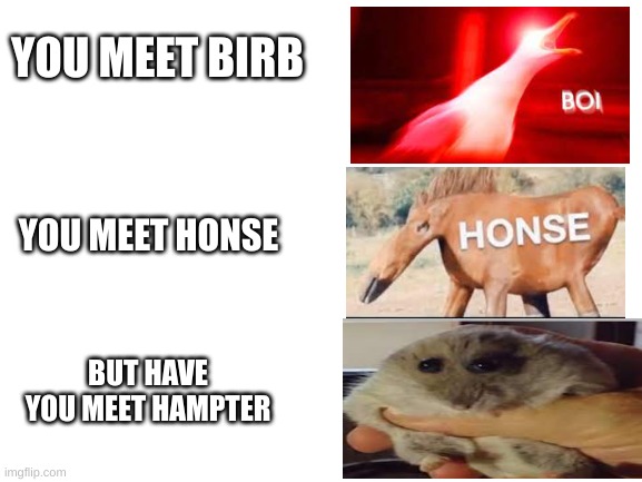 The Meme-Animals Strike Forse | YOU MEET BIRB; YOU MEET HONSE; BUT HAVE YOU MEET HAMPTER | image tagged in blank white template | made w/ Imgflip meme maker