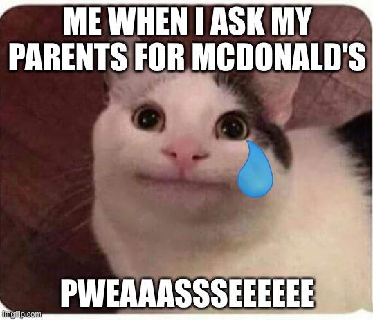 Pweaasssseeeeeeeee | ME WHEN I ASK MY PARENTS FOR MCDONALD'S; PWEAAASSSEEEEEE | image tagged in polite cat | made w/ Imgflip meme maker