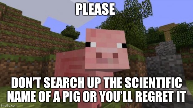ඞ | PLEASE; DON’T SEARCH UP THE SCIENTIFIC NAME OF A PIG OR YOU’LL REGRET IT | image tagged in minecraft pig | made w/ Imgflip meme maker