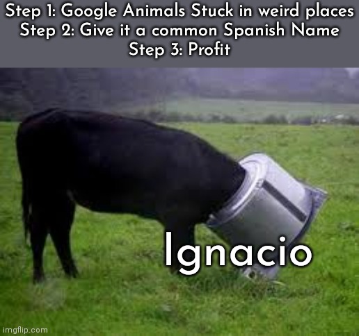 IGNACIO |  Step 1: Google Animals Stuck in weird places
Step 2: Give it a common Spanish Name
Step 3: Profit; Ignacio | image tagged in spanish | made w/ Imgflip meme maker