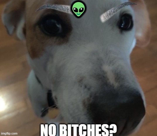 No bishes? | 👽 | image tagged in no bishes | made w/ Imgflip meme maker