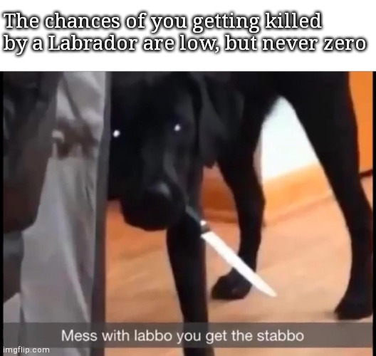 Be aware!! | The chances of you getting killed by a Labrador are low, but never zero | image tagged in mess with labbo you get stabbo | made w/ Imgflip meme maker