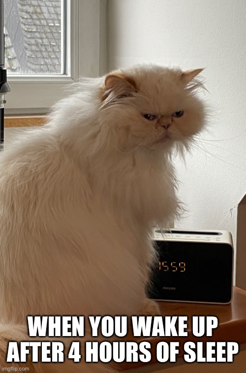 Morti the persian cat | WHEN YOU WAKE UP AFTER 4 HOURS OF SLEEP | image tagged in morti the persian cat | made w/ Imgflip meme maker