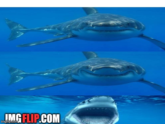The aquaryum | IMG; FLIP; .COM | image tagged in bad shark pun | made w/ Imgflip meme maker