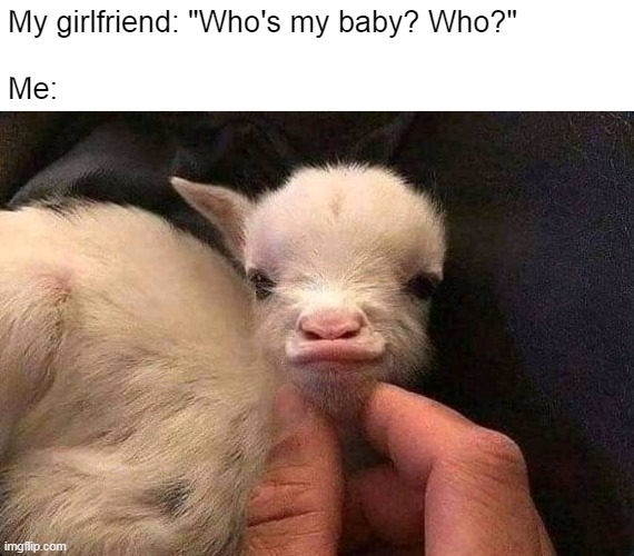 My girlfriend: "Who's my baby? Who?"
 
Me: | image tagged in meme,memes,humor | made w/ Imgflip meme maker