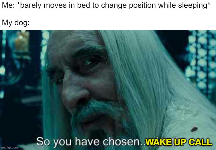 wake up dude | Me: *barely moves in bed to change position while sleeping*
 
My dog:; WAKE UP CALL | image tagged in so you have chosen death | made w/ Imgflip meme maker