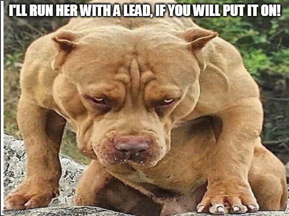 Angry Dog | I'LL RUN HER WITH A LEAD, IF YOU WILL PUT IT ON! | image tagged in dog | made w/ Imgflip meme maker