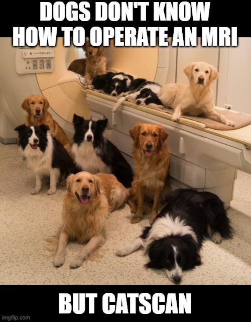 <PawPalm> | DOGS DON'T KNOW HOW TO OPERATE AN MRI; BUT CATSCAN | image tagged in dogs in mri machine | made w/ Imgflip meme maker