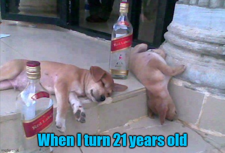 When I turn 21 years old | image tagged in dogs | made w/ Imgflip meme maker