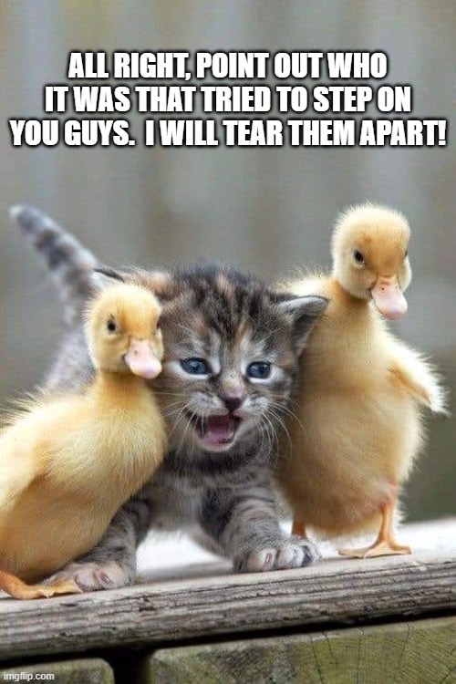 I will tear them up! | ALL RIGHT, POINT OUT WHO IT WAS THAT TRIED TO STEP ON YOU GUYS.  I WILL TEAR THEM APART! | image tagged in kitten,ducks,funny | made w/ Imgflip meme maker