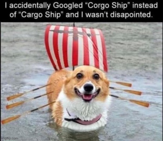 Why don’t we make an actual corgo ship | image tagged in dog,corgi | made w/ Imgflip meme maker