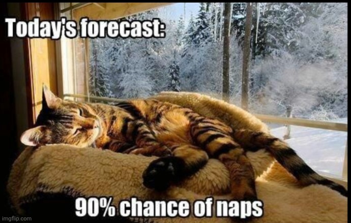 Today's Forecast | image tagged in cats,narcolepsy,naptime,naps | made w/ Imgflip meme maker