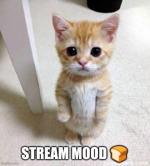 Cute Cat | STREAM MOOD 🍞 | image tagged in memes,cute cat | made w/ Imgflip meme maker