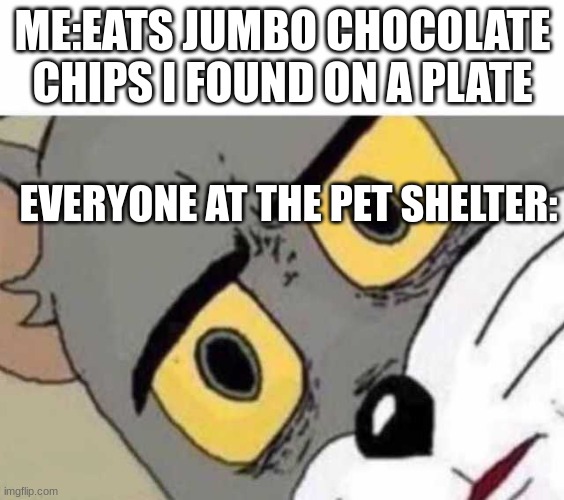 the furry is strong with this one | ME:EATS JUMBO CHOCOLATE CHIPS I FOUND ON A PLATE; EVERYONE AT THE PET SHELTER: | image tagged in tom cat unsettled close up,food | made w/ Imgflip meme maker