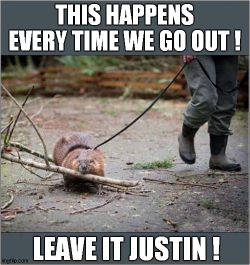 Taking Justin Beaver For Walkies ! | THIS HAPPENS EVERY TIME WE GO OUT ! LEAVE IT JUSTIN ! | image tagged in fun,justin,beaver,walkies | made w/ Imgflip meme maker