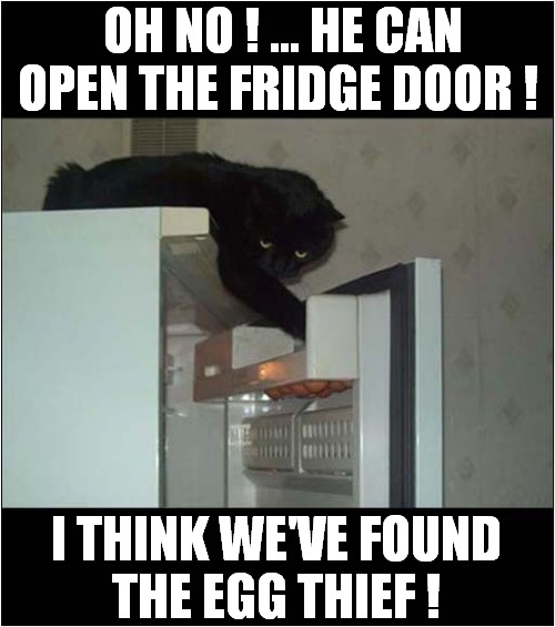 Food Going Missing ?  Mystery Solved ! | OH NO ! ... HE CAN OPEN THE FRIDGE DOOR ! I THINK WE'VE FOUND
THE EGG THIEF ! | image tagged in cats,fridge,egg,thief,mystery | made w/ Imgflip meme maker